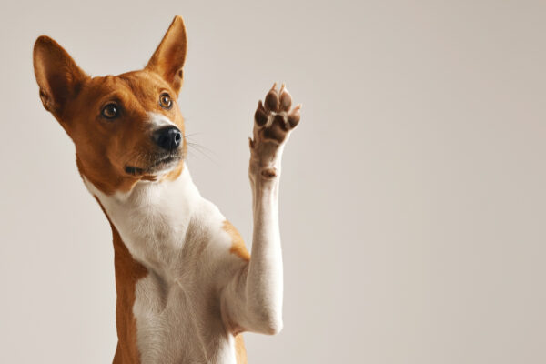 ¿Por qué los perros son excelentes para la salud?